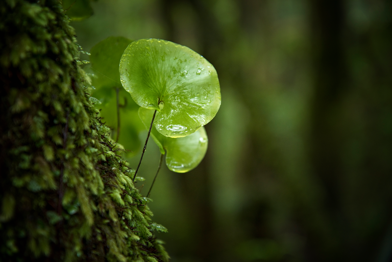 Nature - Getty Images