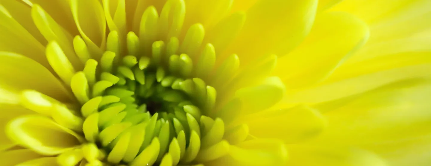 Flower - Getty Images