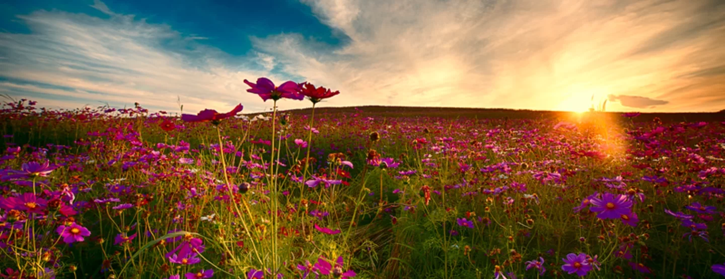 Flower field - Getty Images