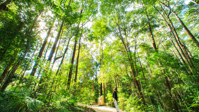 Forest - Getty Images