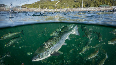 Canadian-fish-farm small