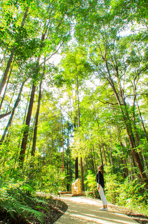 Forest - Getty Images