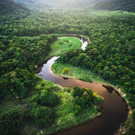 Mata Atlantica - forêt Atlantique au Brésil 